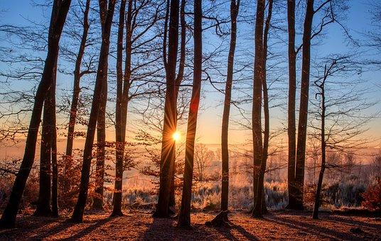 La forêt : un coin de paradis pour vos enfants !