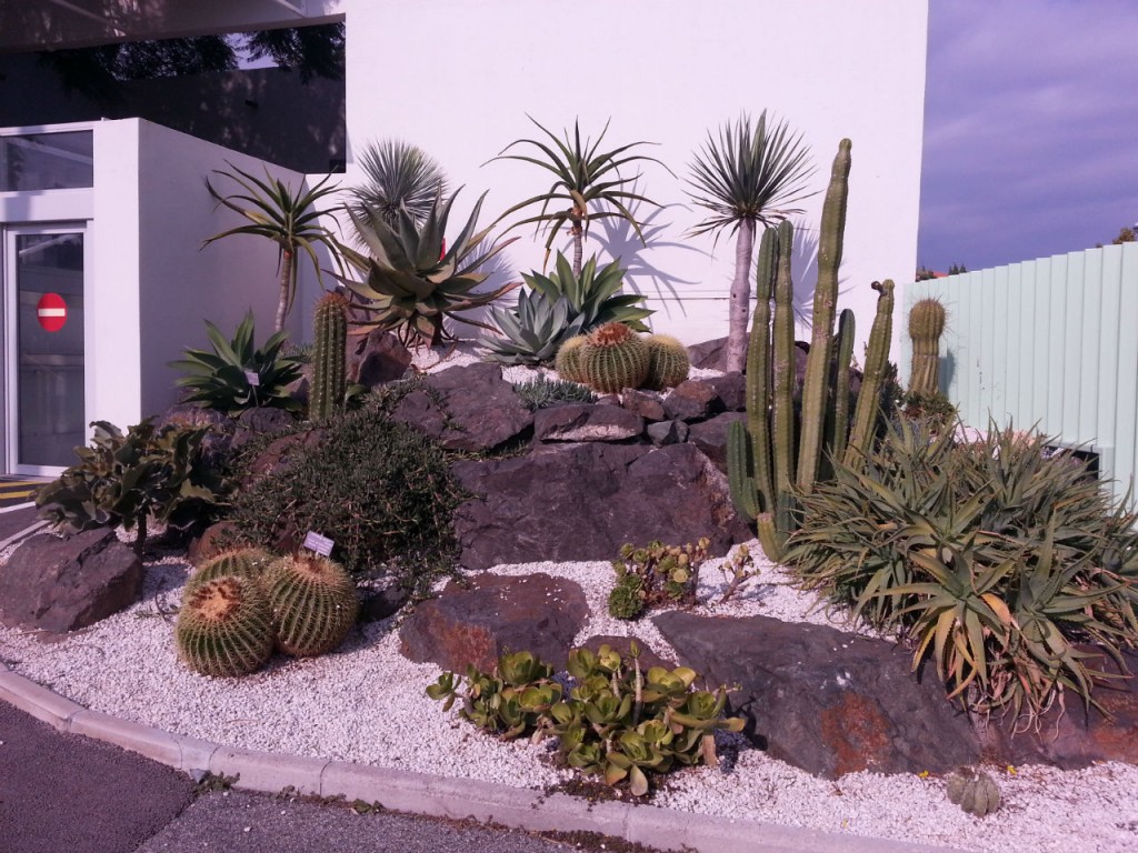 Massif de plantes grasses avec l’ « Echinocactus grusonii » ou coussin de belle-mère