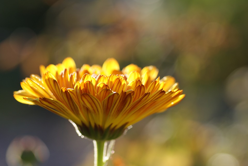 Dame nature et minceur : la phytothérapie à la rescousse