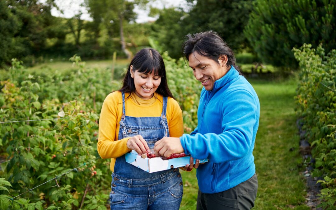 Récolte du jardin commun