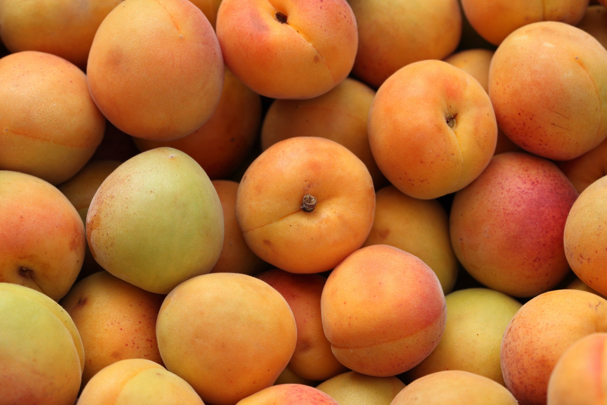 Les abricots, des fruits d'été