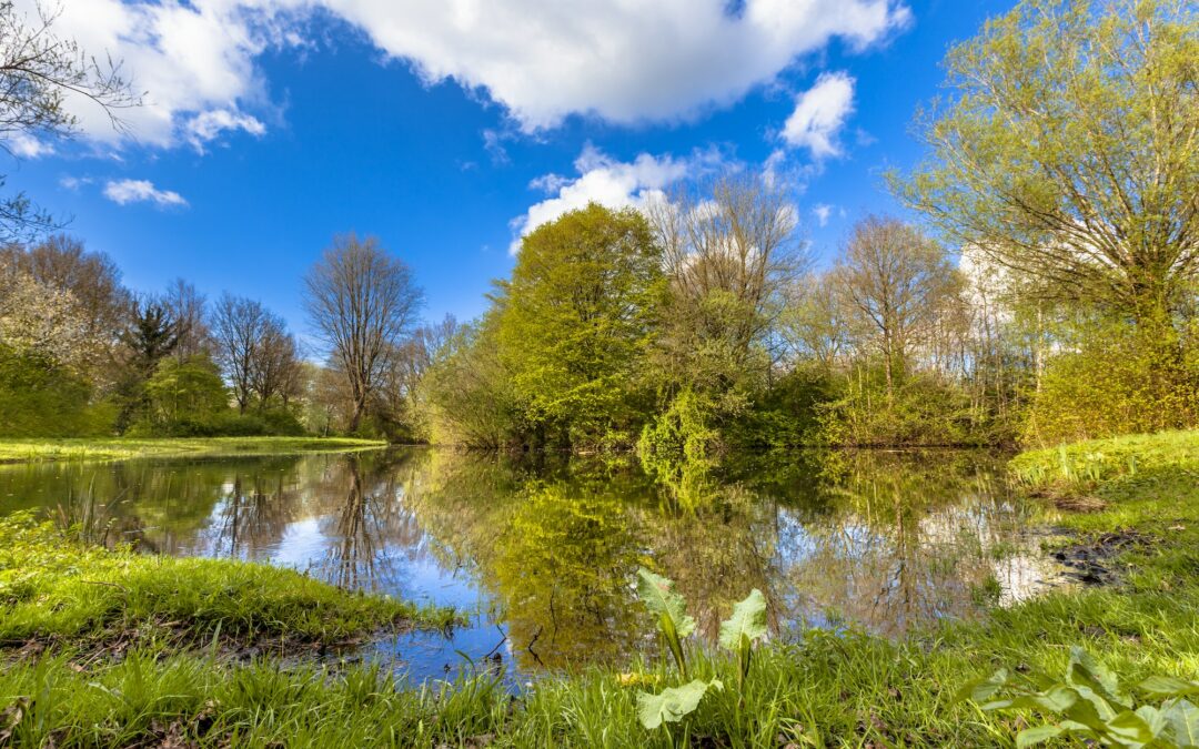 Springtime in ecological park