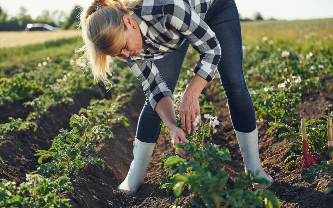 Agriculture biologique