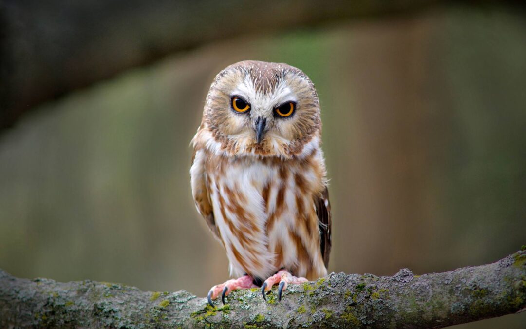 Comment observer la faune sans la déranger