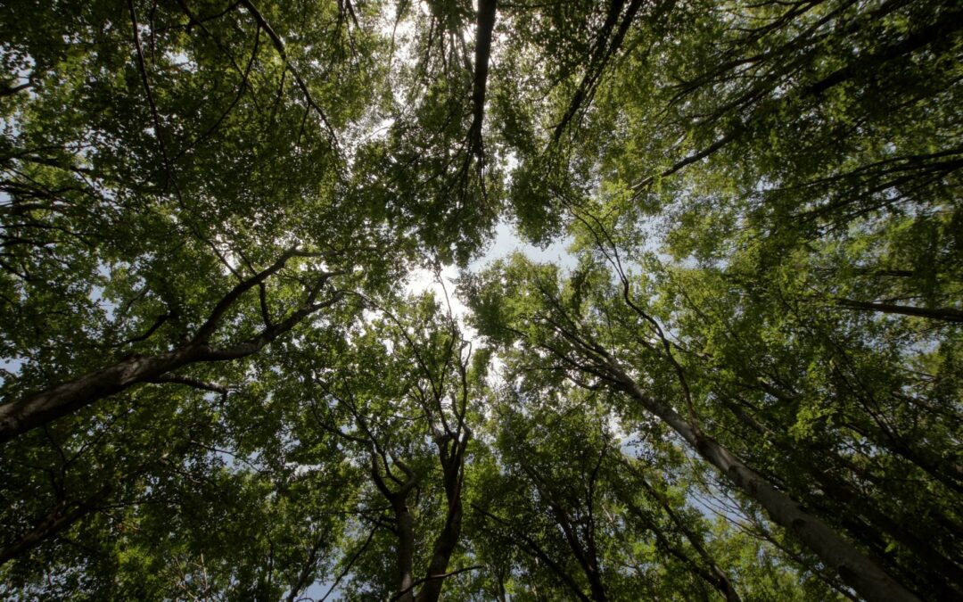 10 activités écologiques à faire en famille